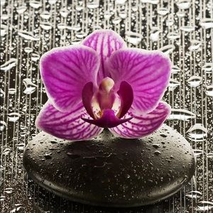 Meet your Posher, Tracey